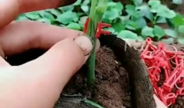 嫁接视频,视频揭秘植物繁殖新篇章